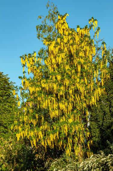 10 GOLDEN CHAIN TREE Goldenchain Laburnum Anagyroides Yellow Flower Seeds